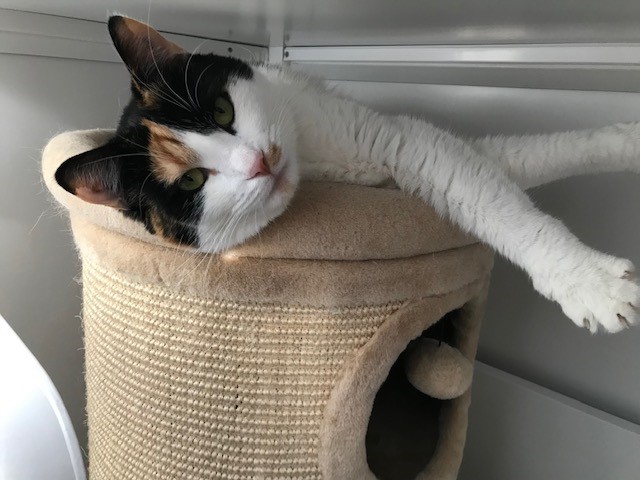 Country best sale cat hotel